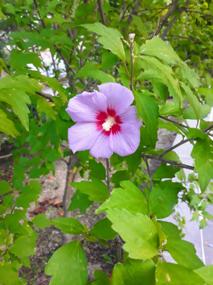 flower