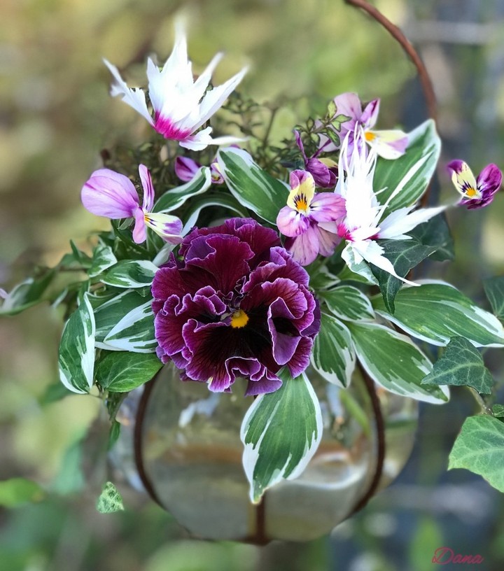Viola