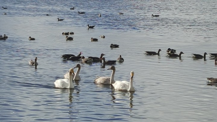 Swan