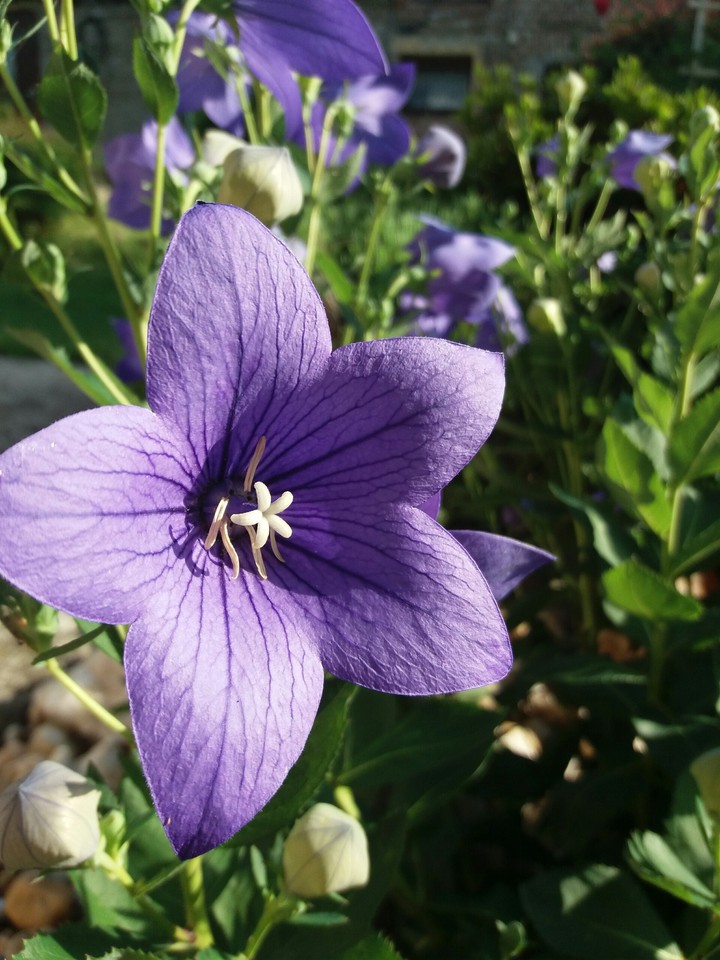 Violet flower