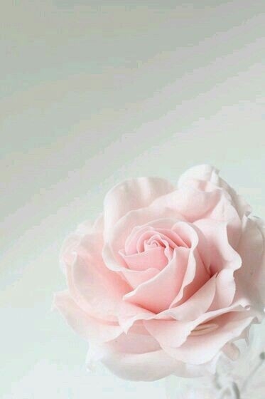 fleurs