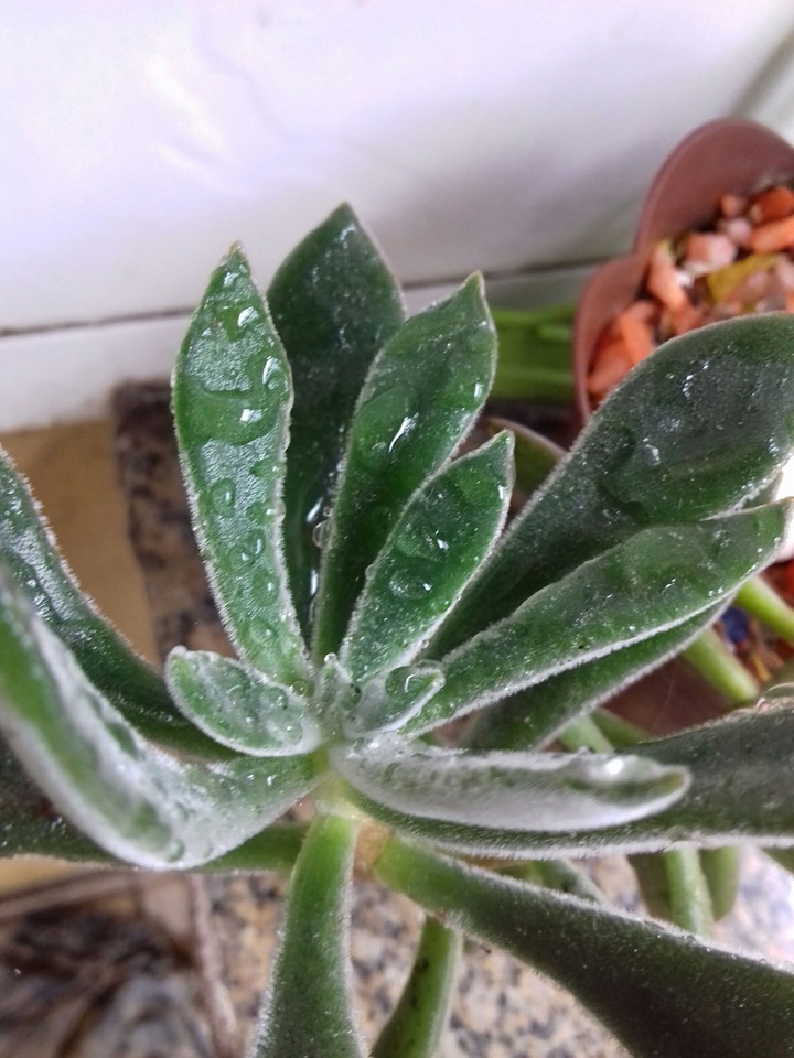 cacto
