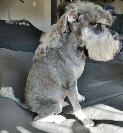 dog