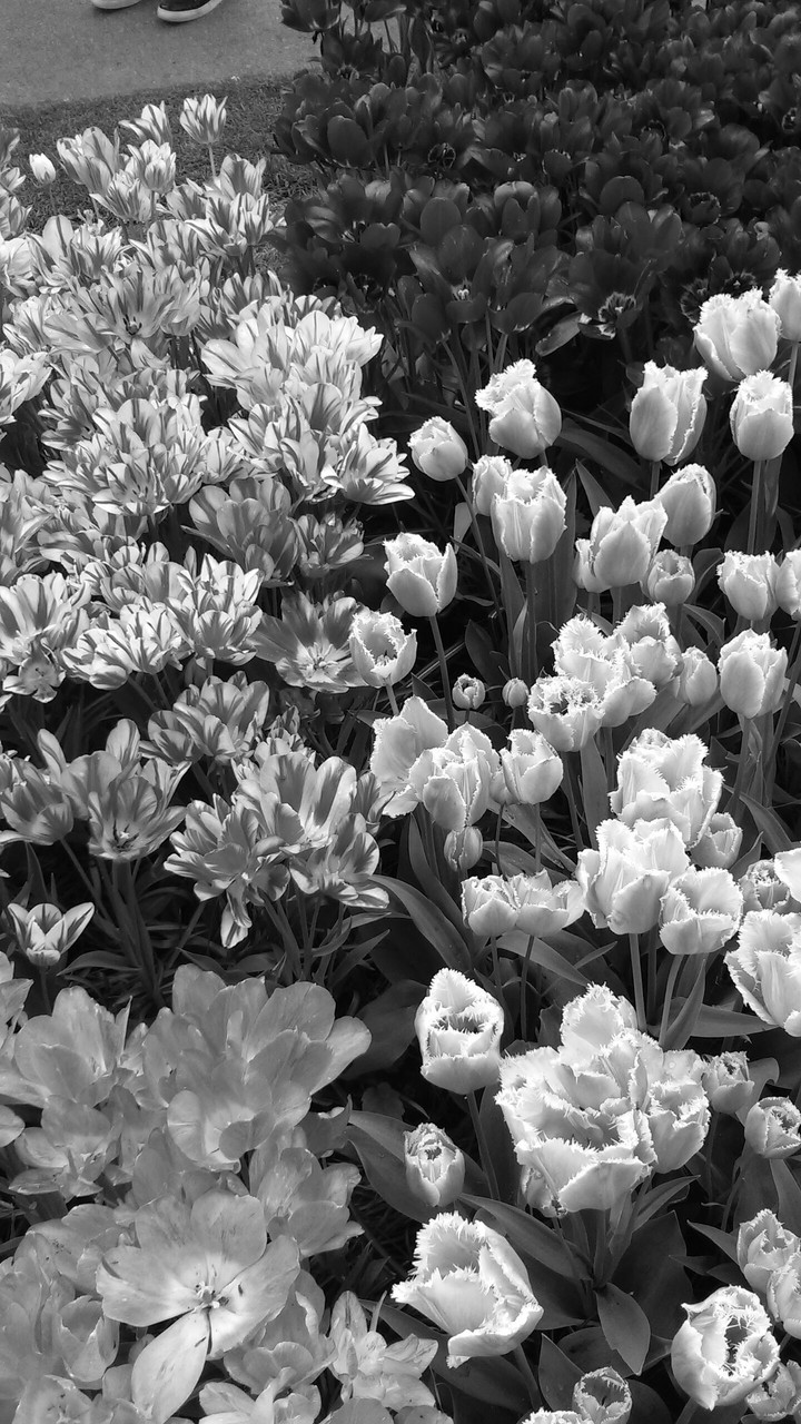 tulips