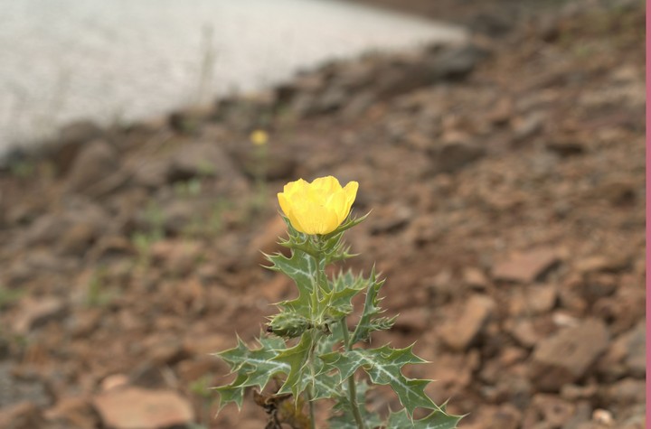 Yello Flower