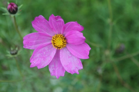 cosmos, pink duvar kağıtları