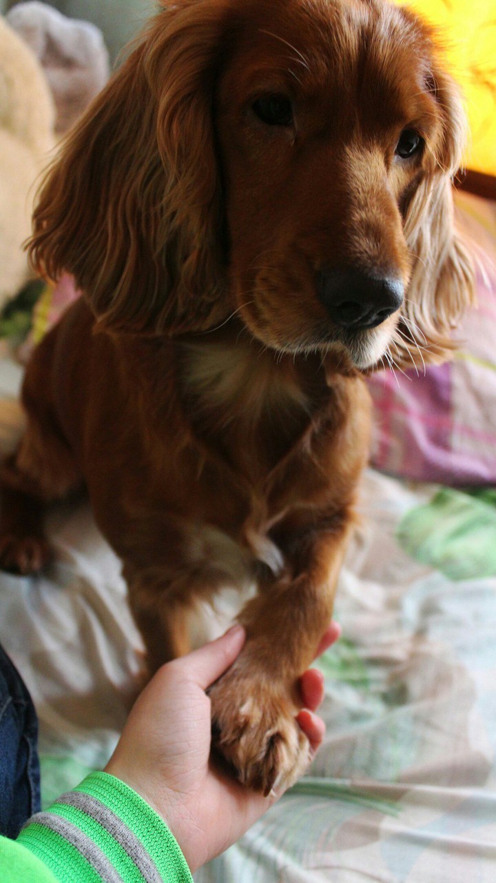 my dog