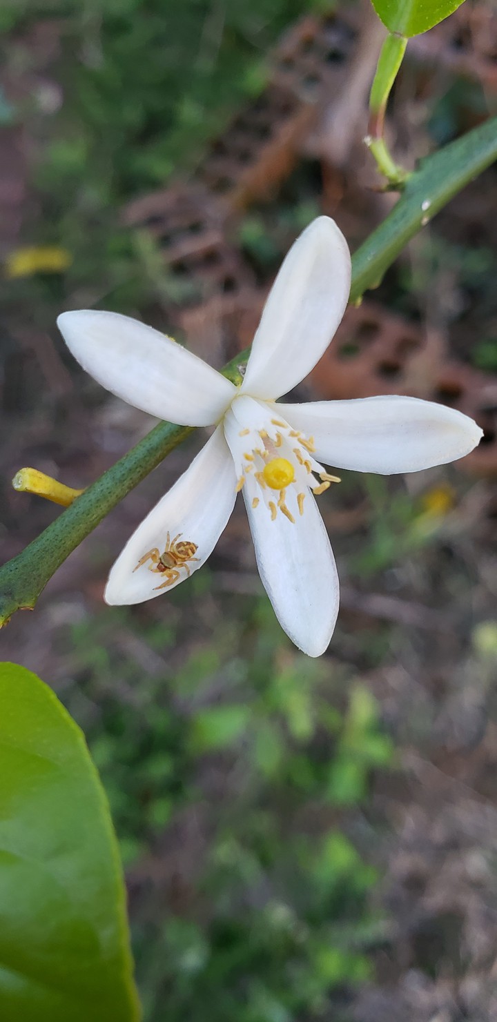 Flor