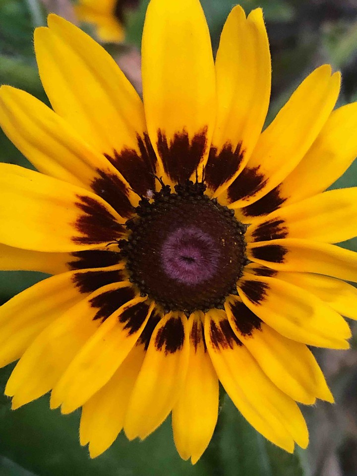 coneflower 1