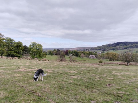dog in a field