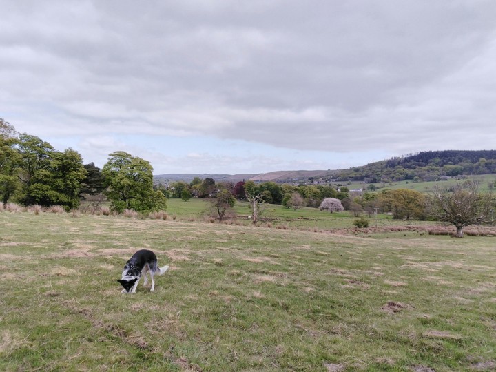 dog in a field