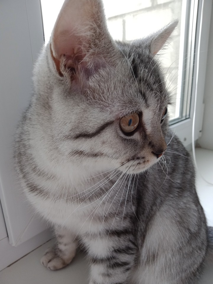 котик
