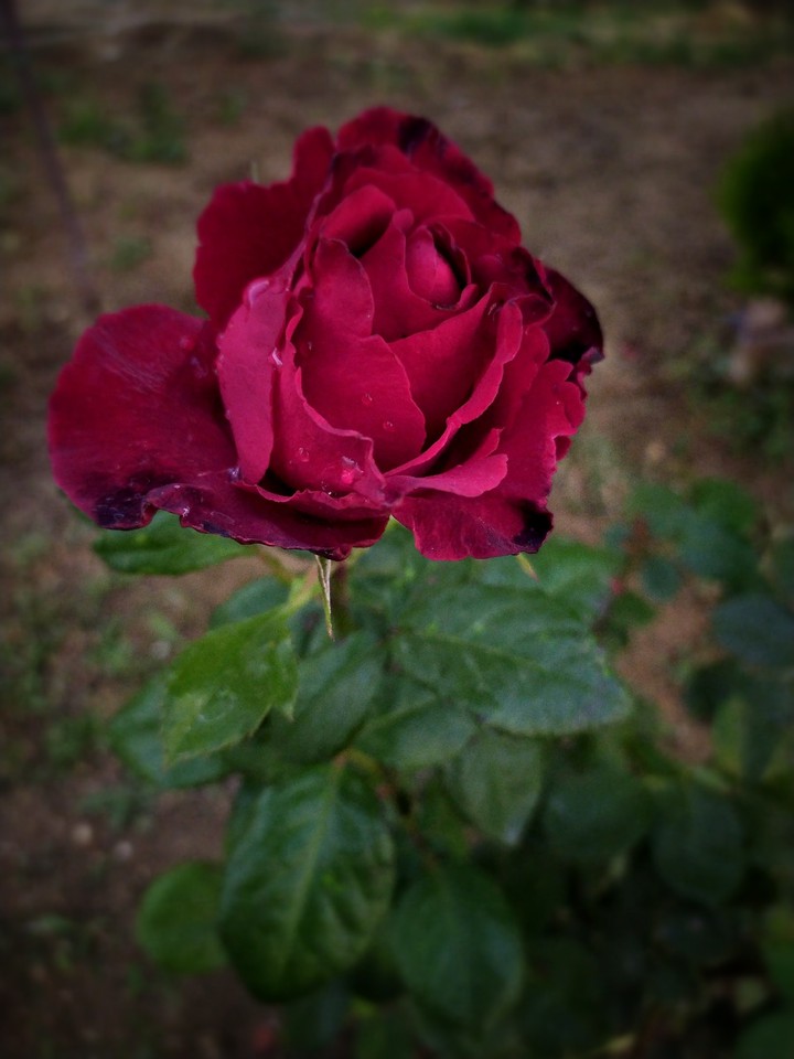rose