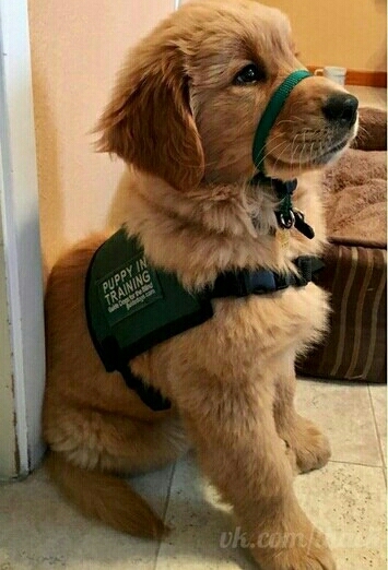 puppy in training