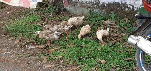 লকডাউনে হাস পানিতে নয়! ????