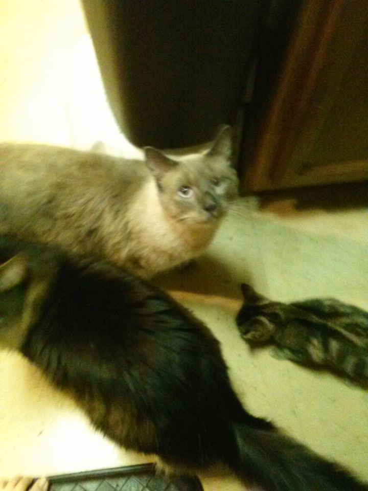 cats