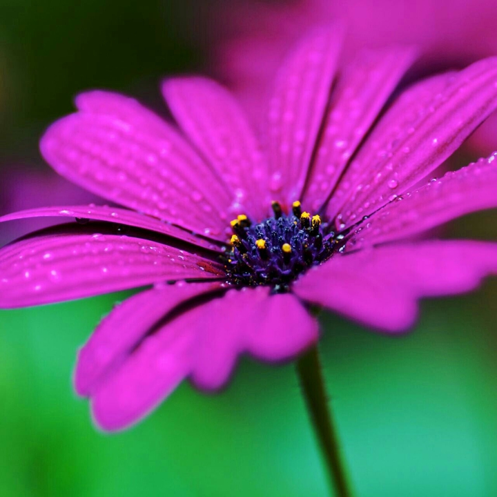purple!!!!!!!!!!