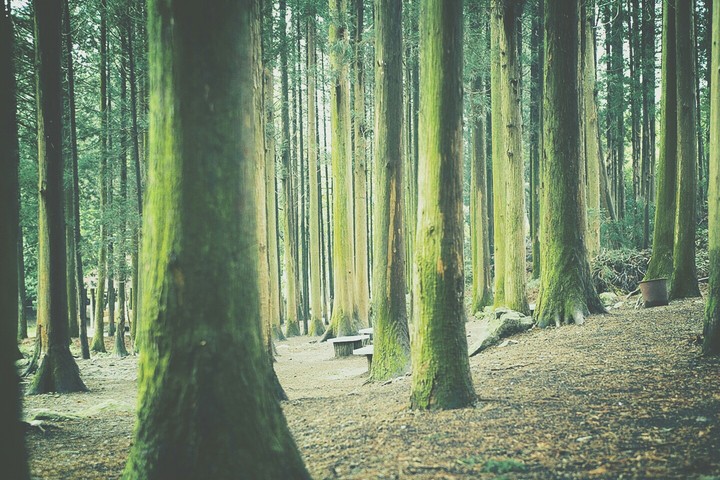 the forest