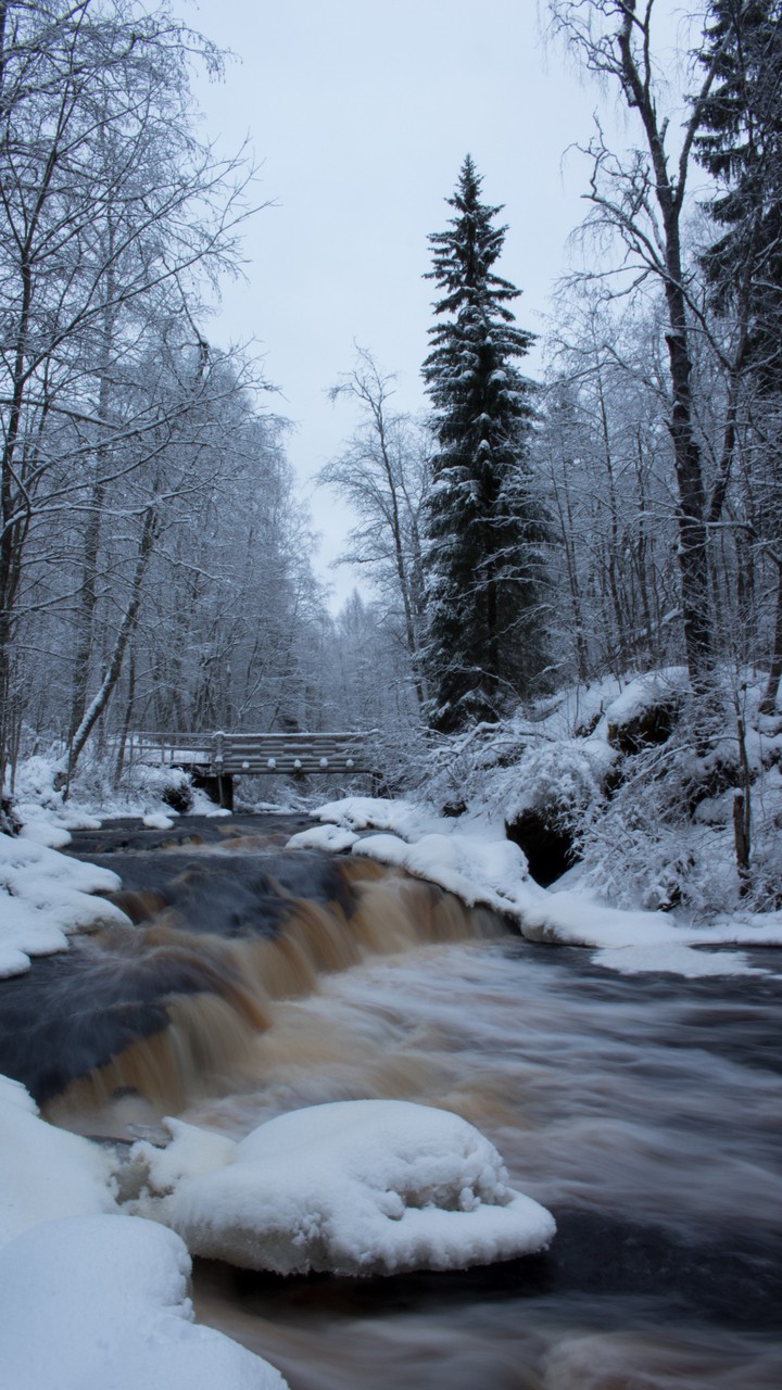 Winter forest