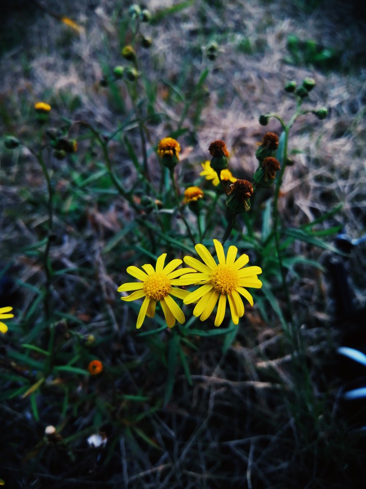 flor amarilla
