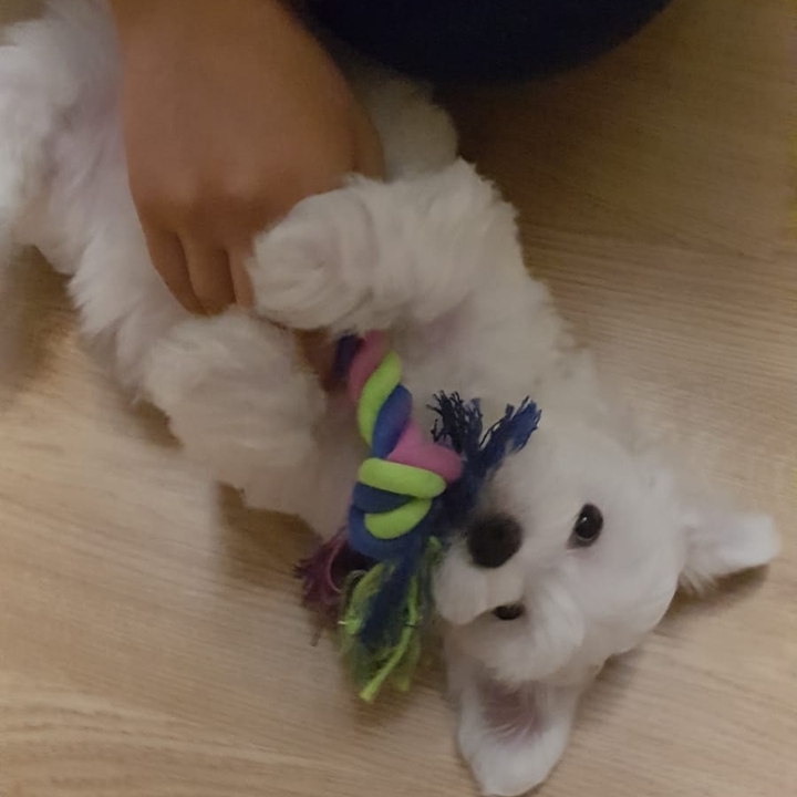 Puppy