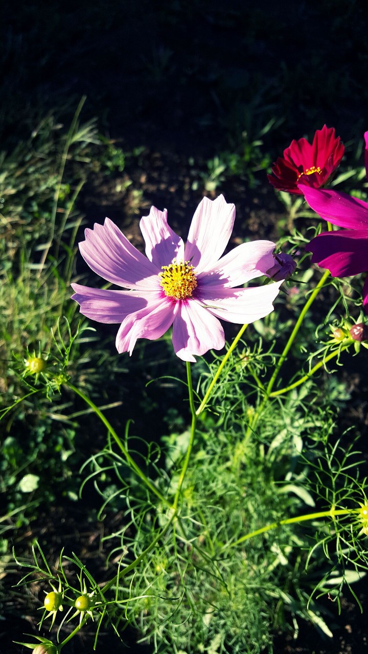 More flowers