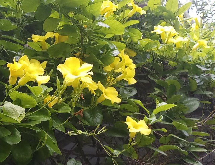 flowers