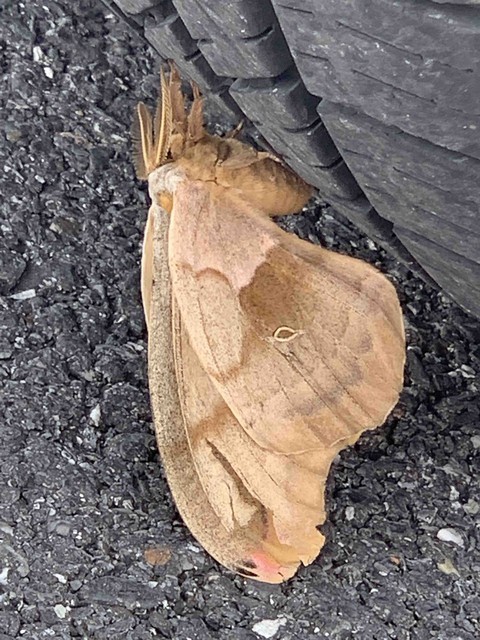 moth