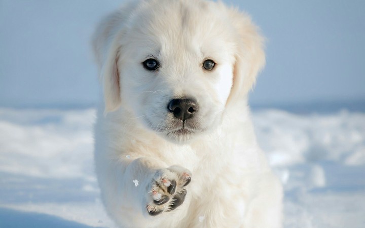Puppy