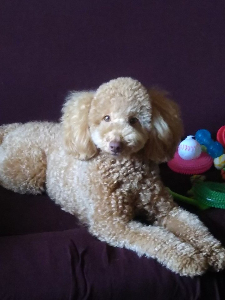 我が家のお姫犬さま