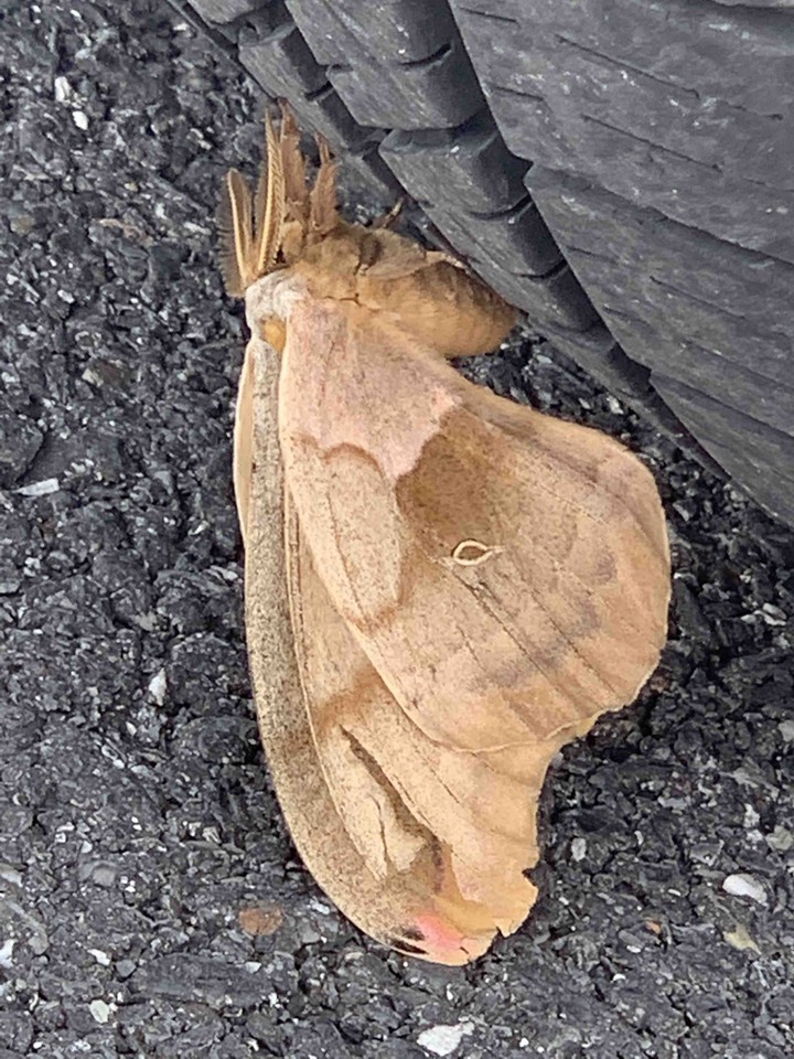 moth