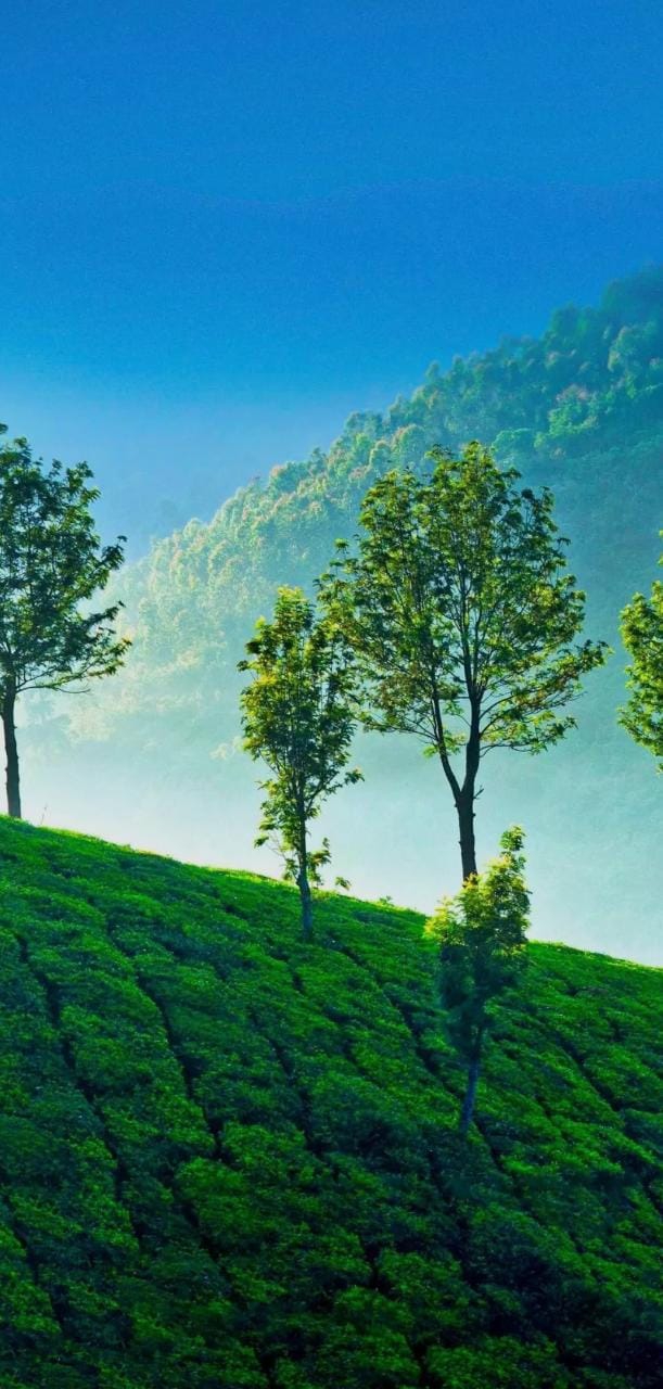 beautiful nature