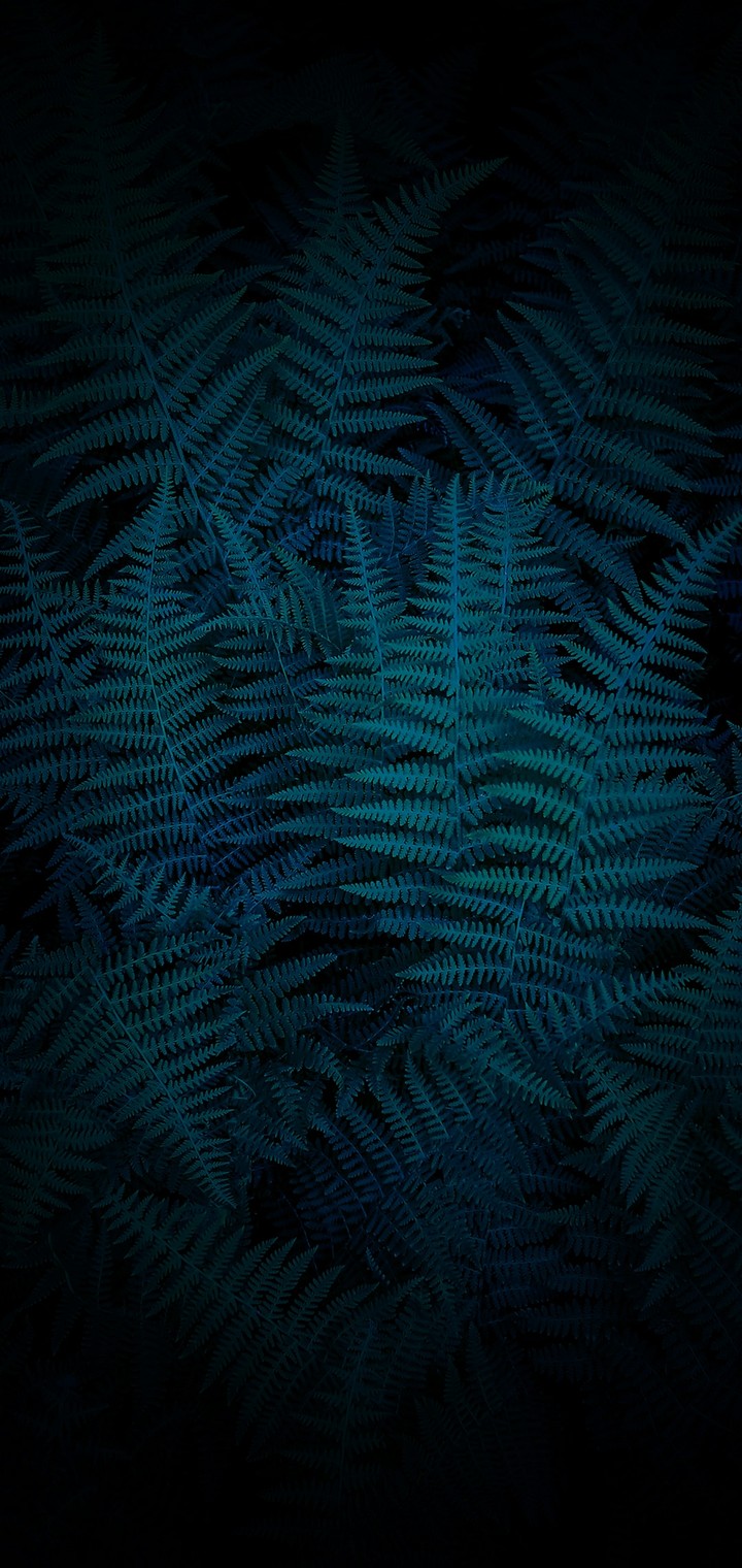 leaves teel colour