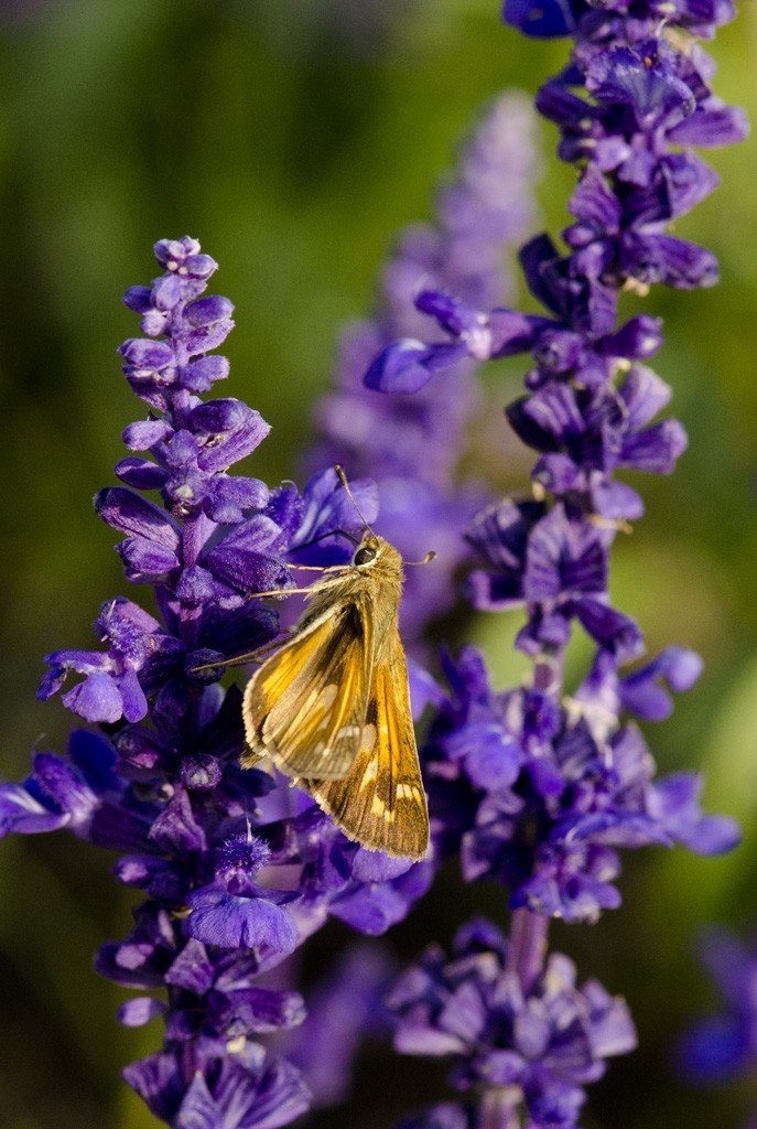 Skipper butterfly on purple salvia