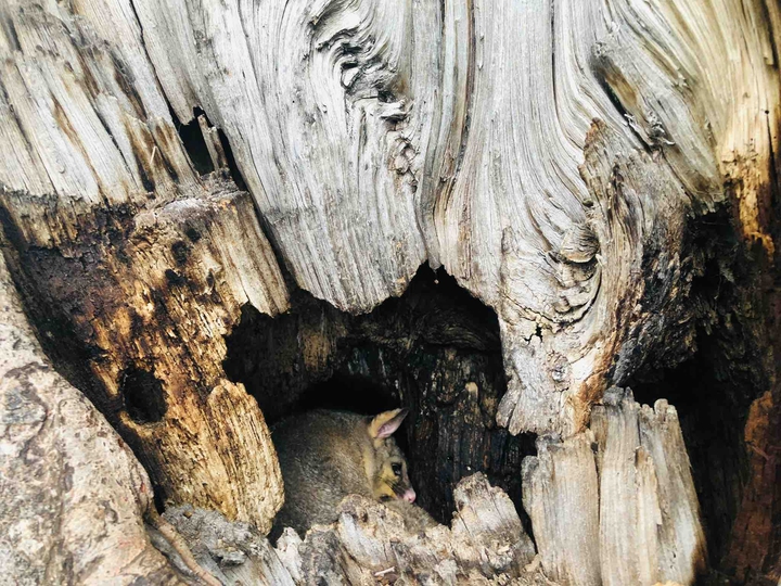 Possum home at flagstaff gardens #melbourne