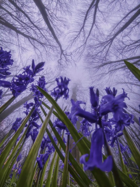 wildflower, blue háttérképek