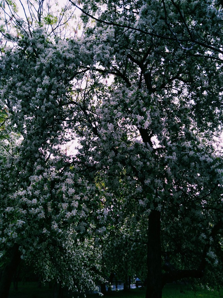 spring in Russia?