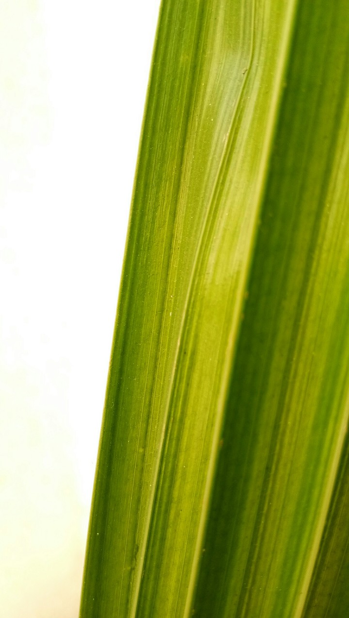 Coconut Leaf