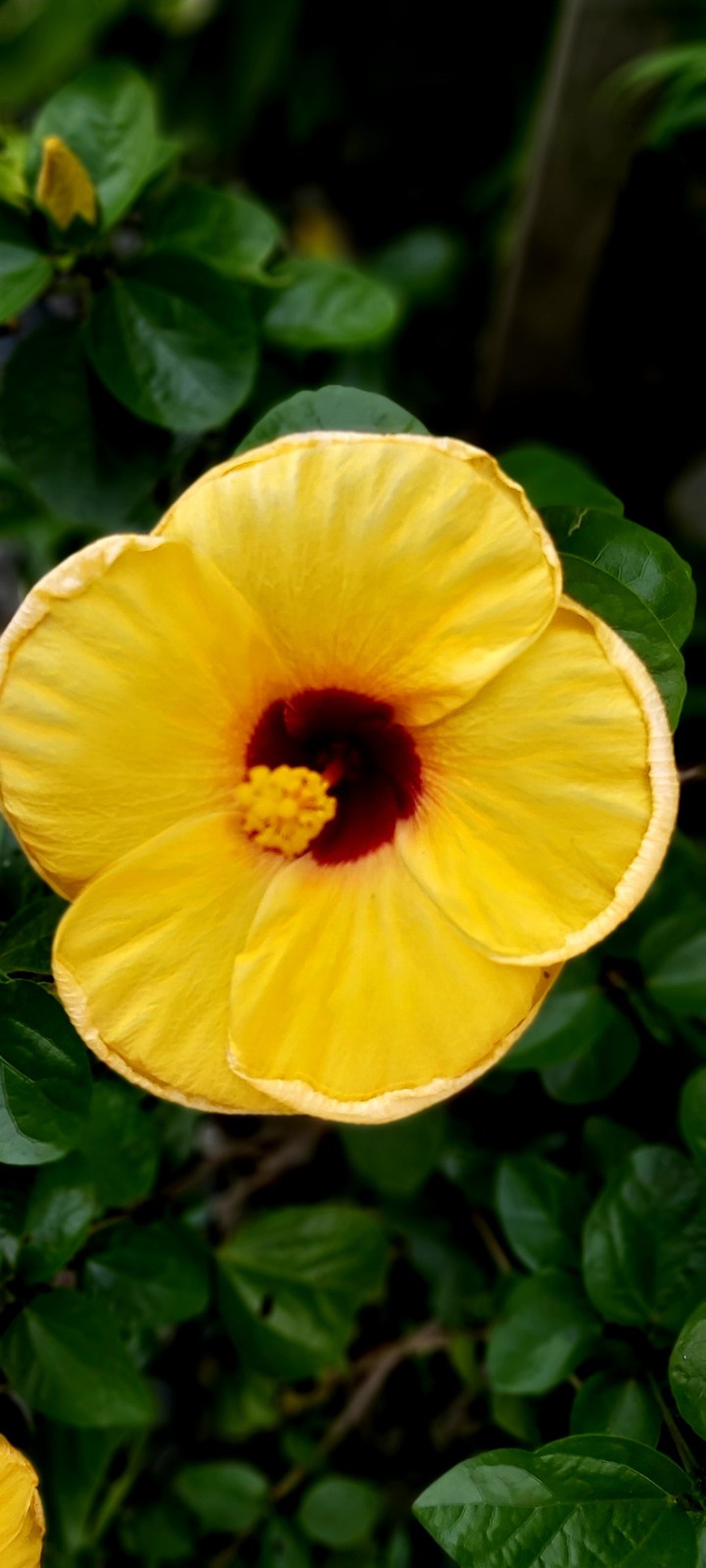 #yellow