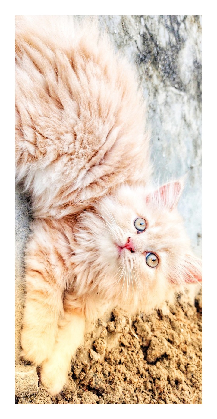 kitty