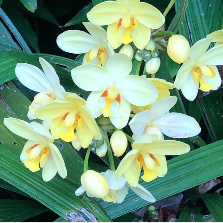 beautiful flower
