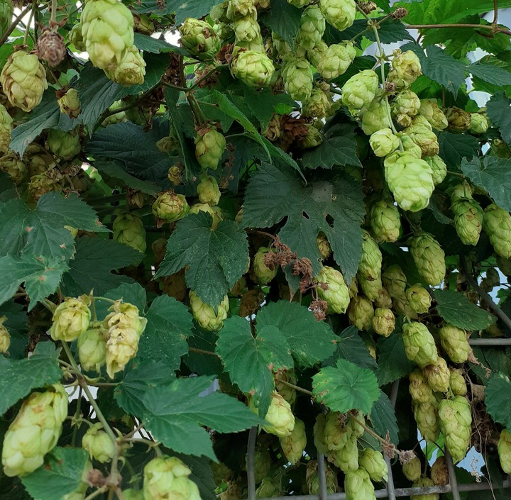 Hops