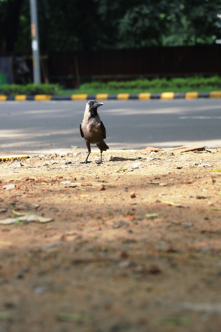 black crow