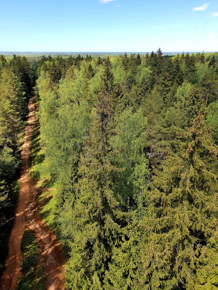 forest road