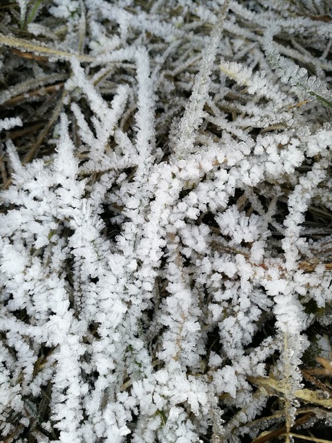 frozen grass