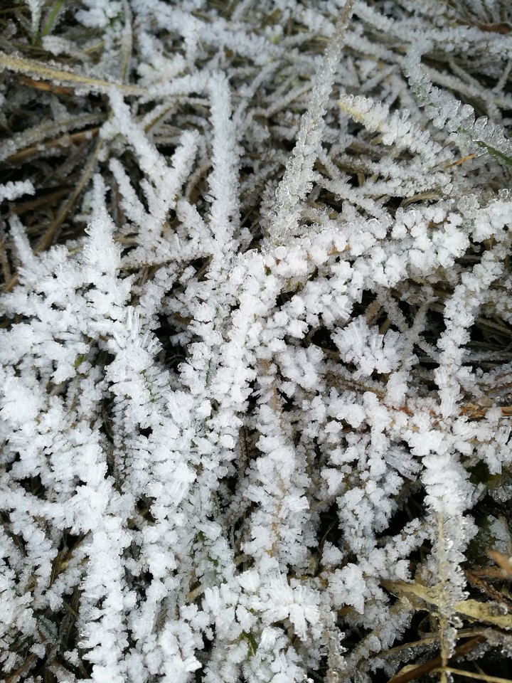 frozen grass
