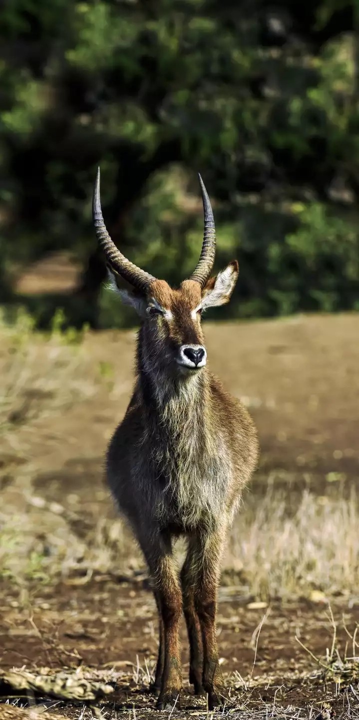 Antelope