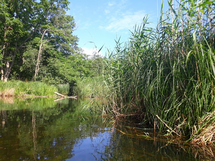 The Piaśnica River