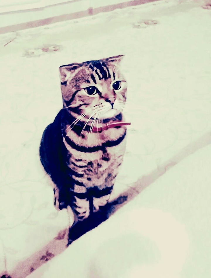 Thomas