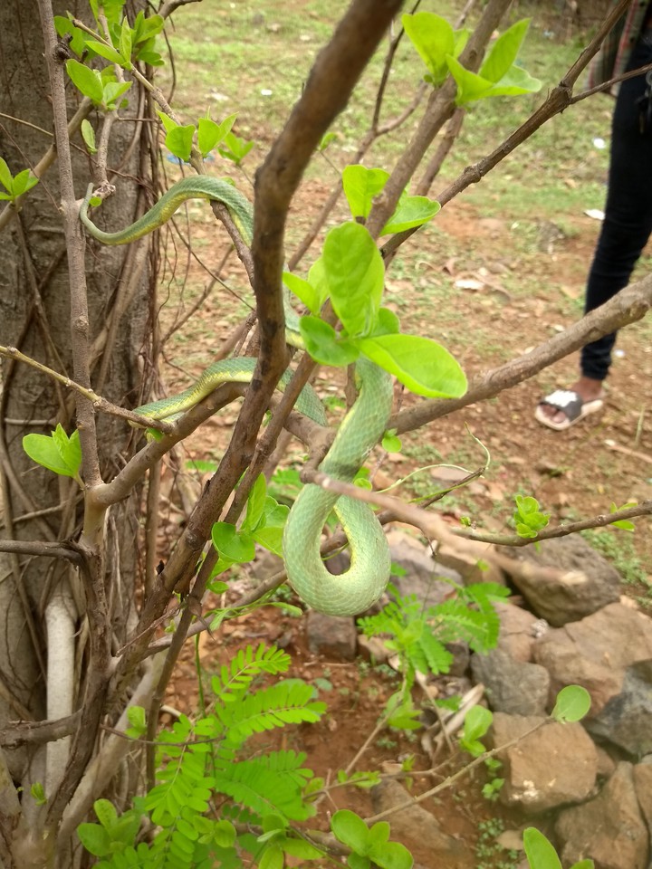 green sneak